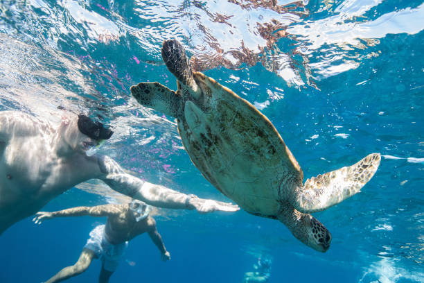北京游泳教练员资格证培训费用详解